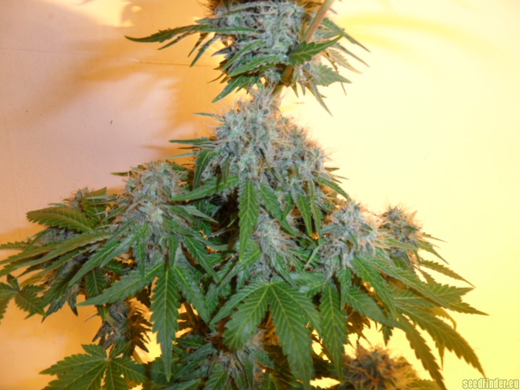 Mazar x Great White Shark