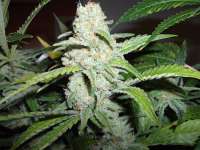 An image of Mazar x White Rhino