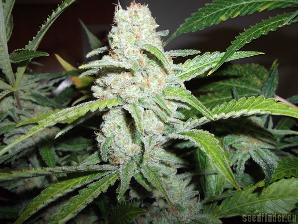 Mazar x White Rhino