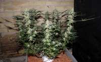 An image of Northen Light x Bigbud