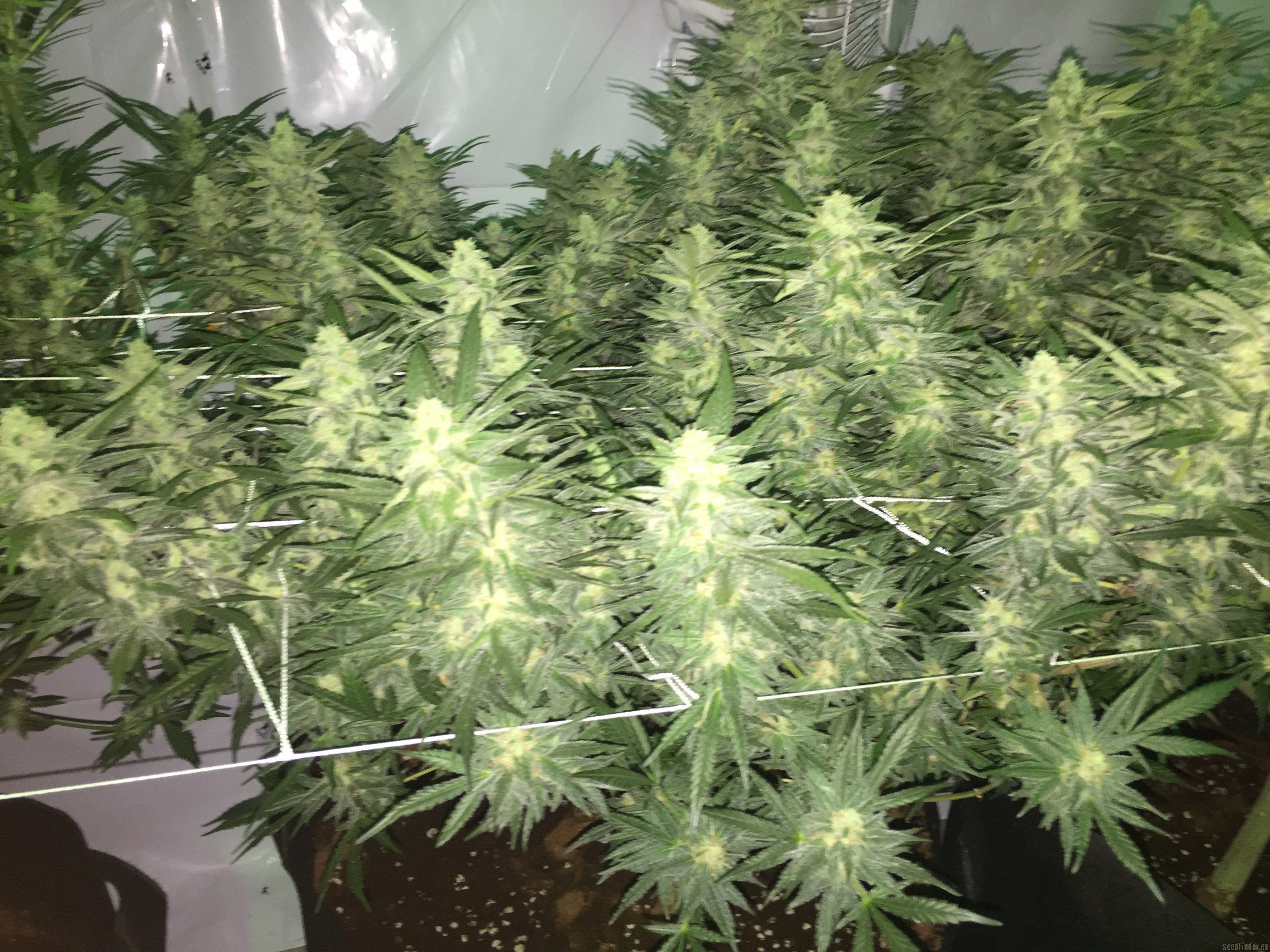 Northen Light x Bigbud