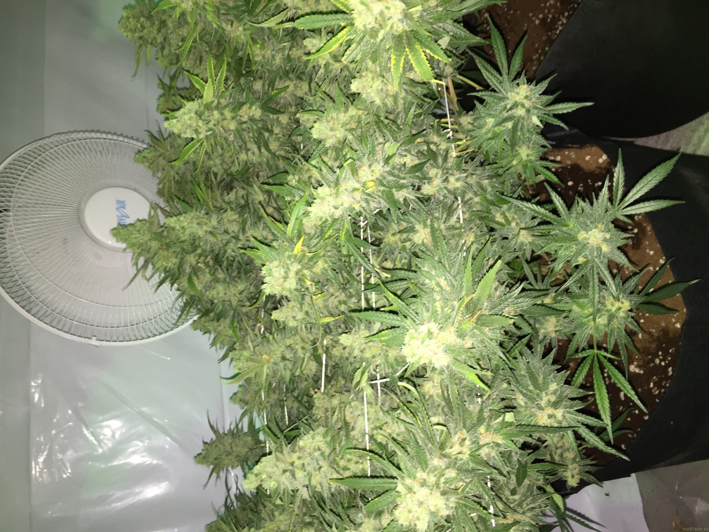 Northen Light x Bigbud