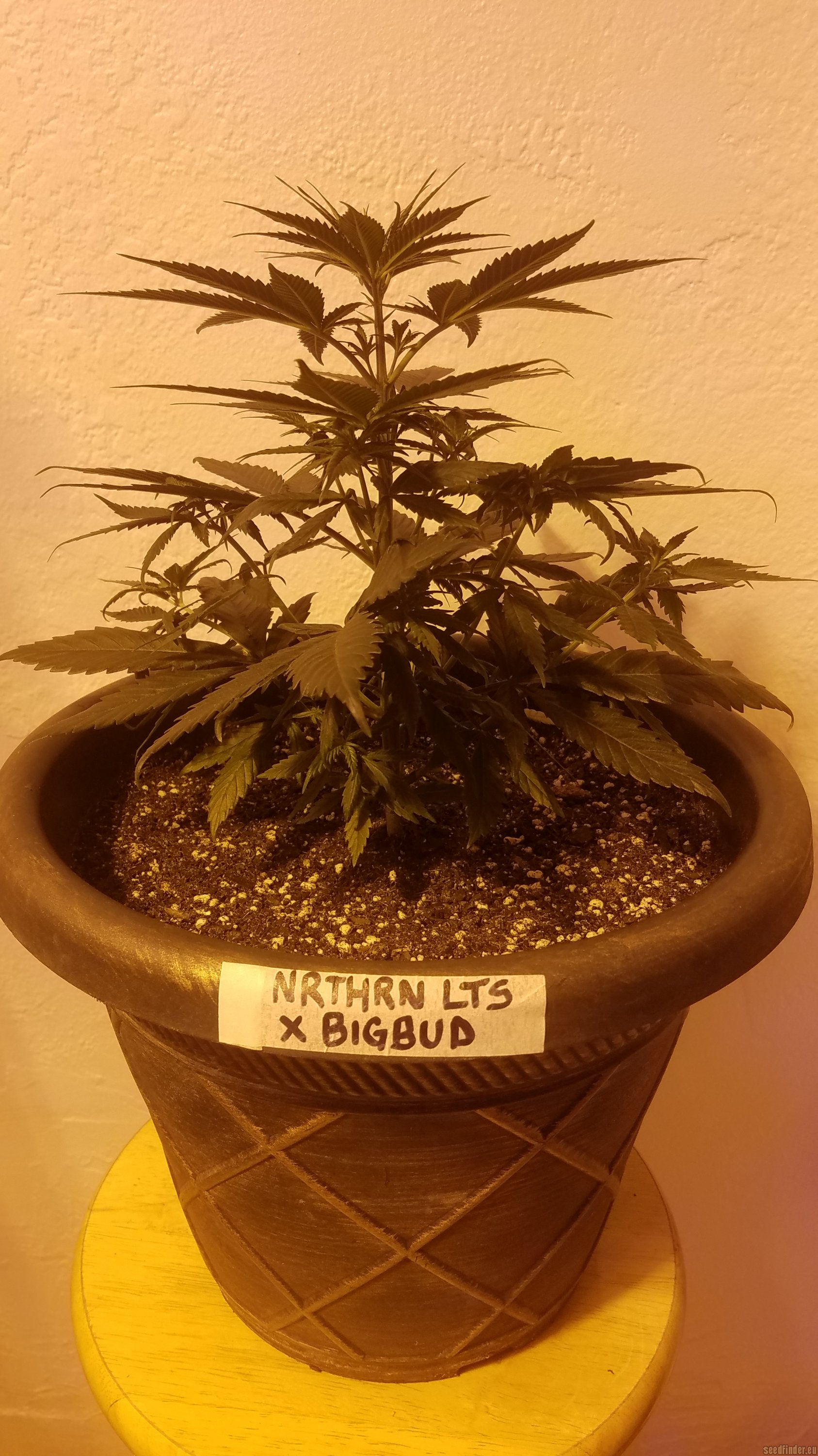 Northen Light x Bigbud