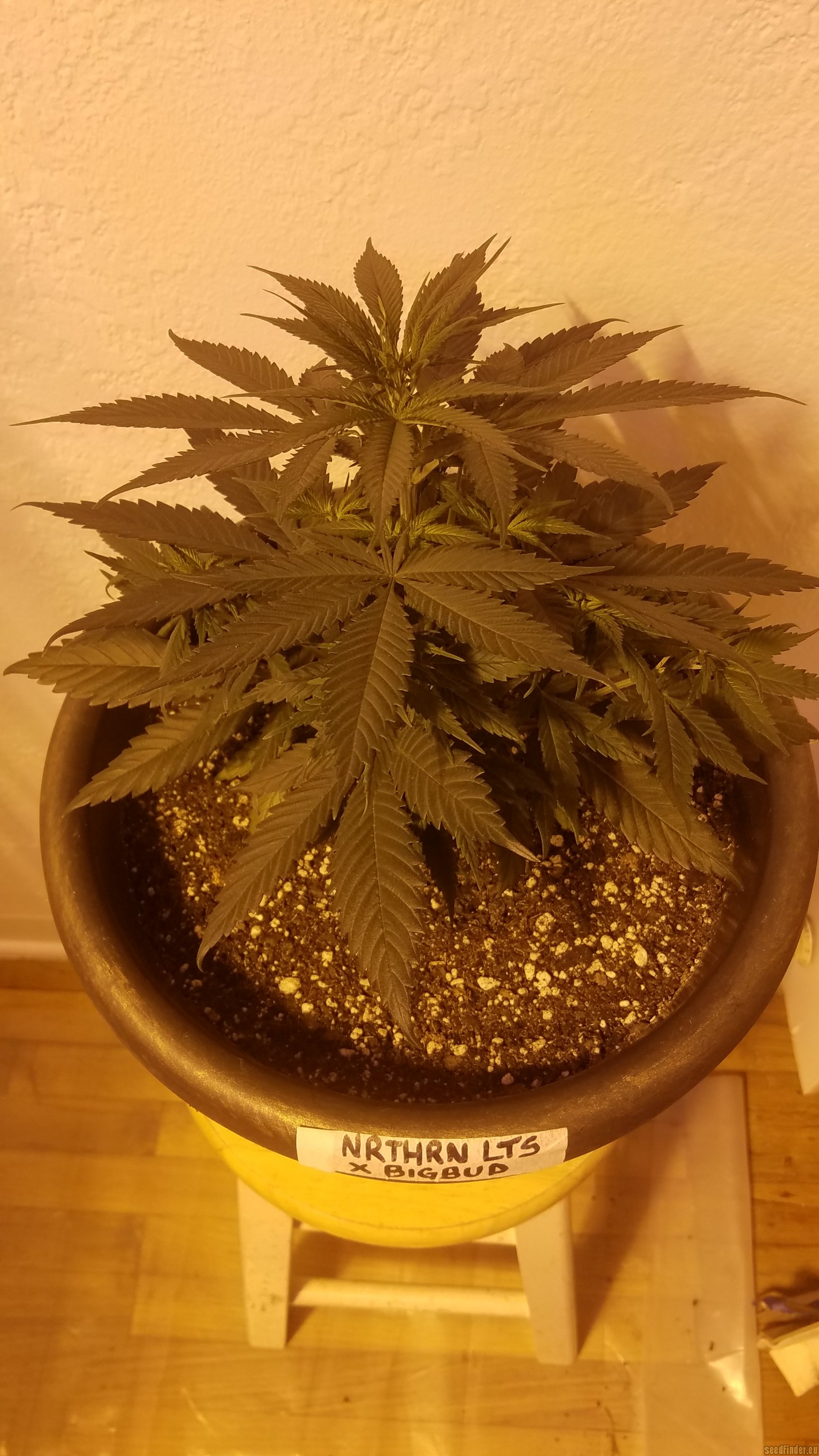 Northen Light x Bigbud