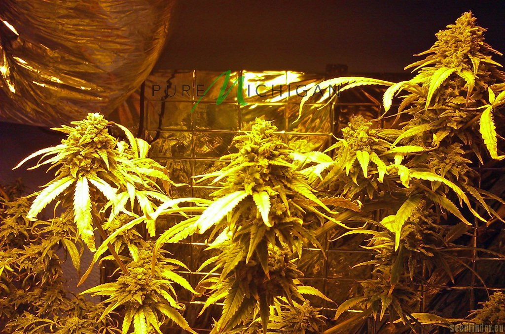 Northen Light x Bigbud