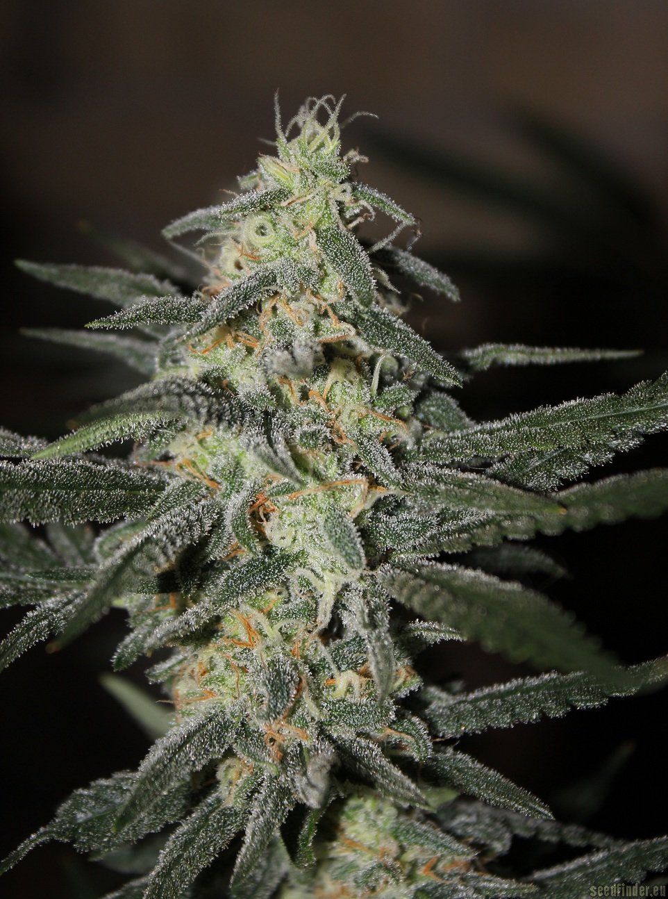 Northen Light x Bigbud