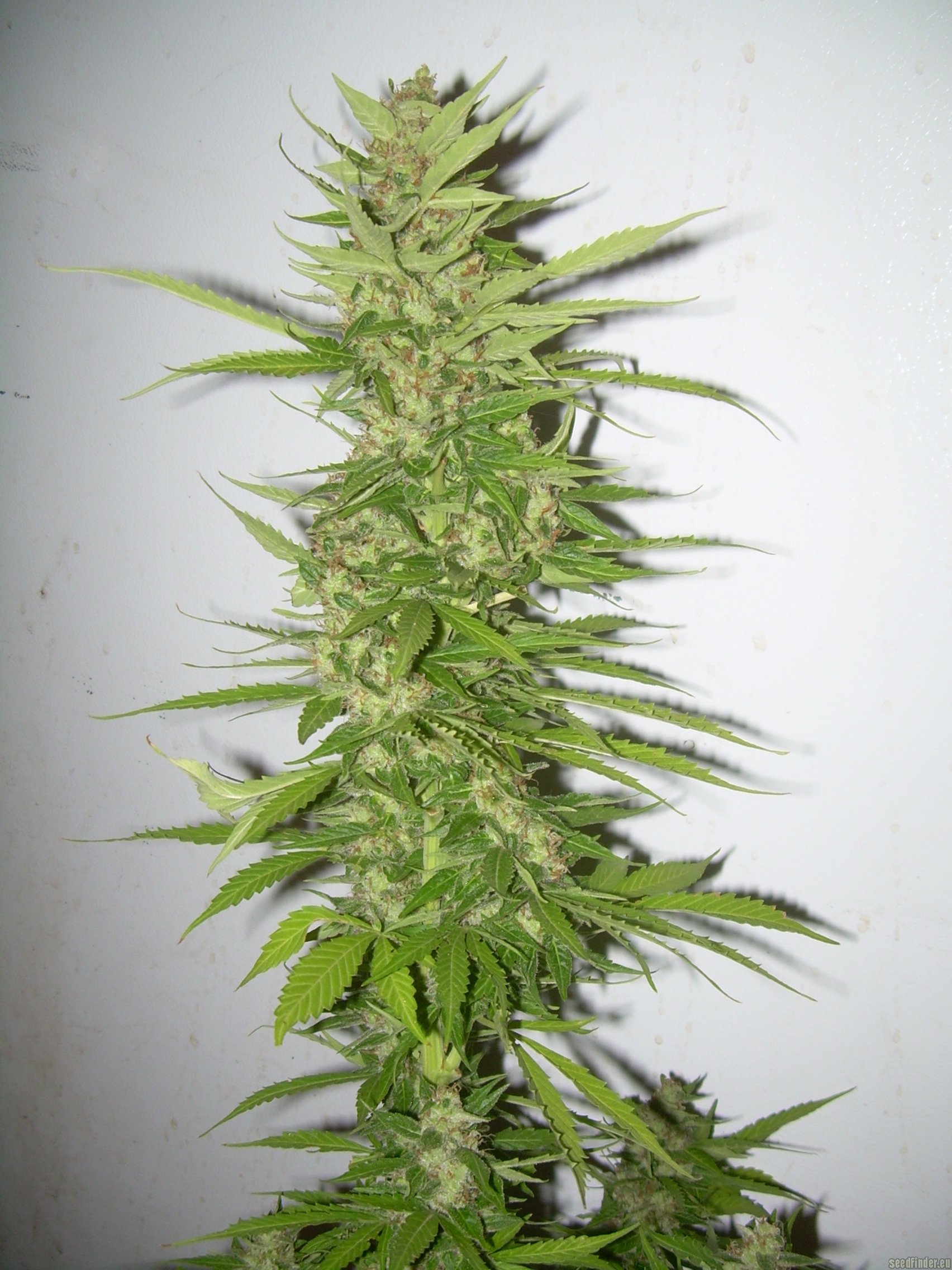 Northen Light x Bigbud