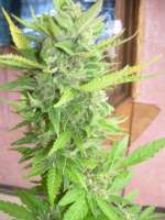 An image of Northen Light x Bigbud