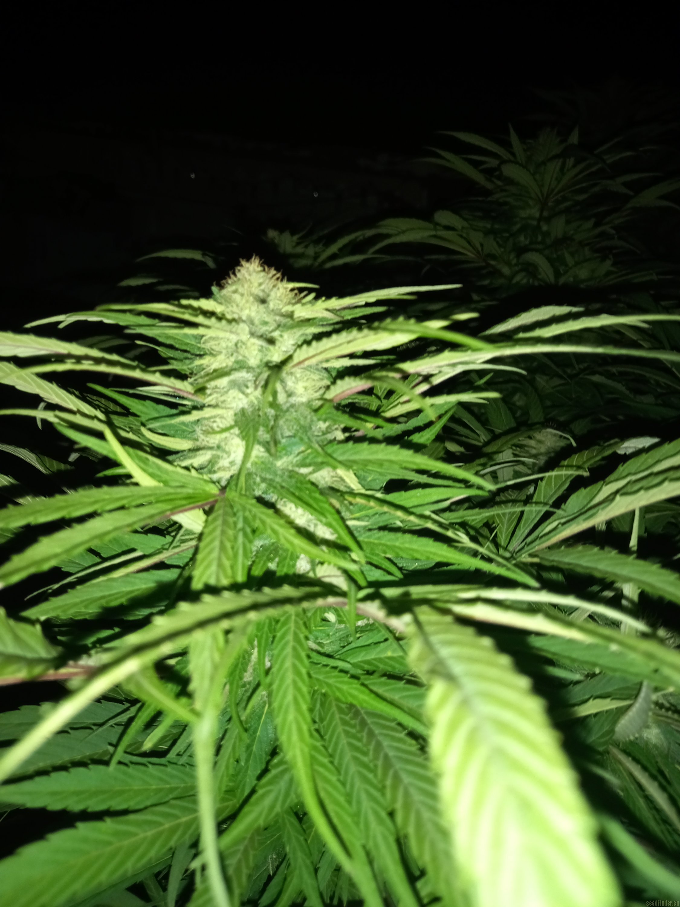 Northern Light x Big Bud Early Harvest