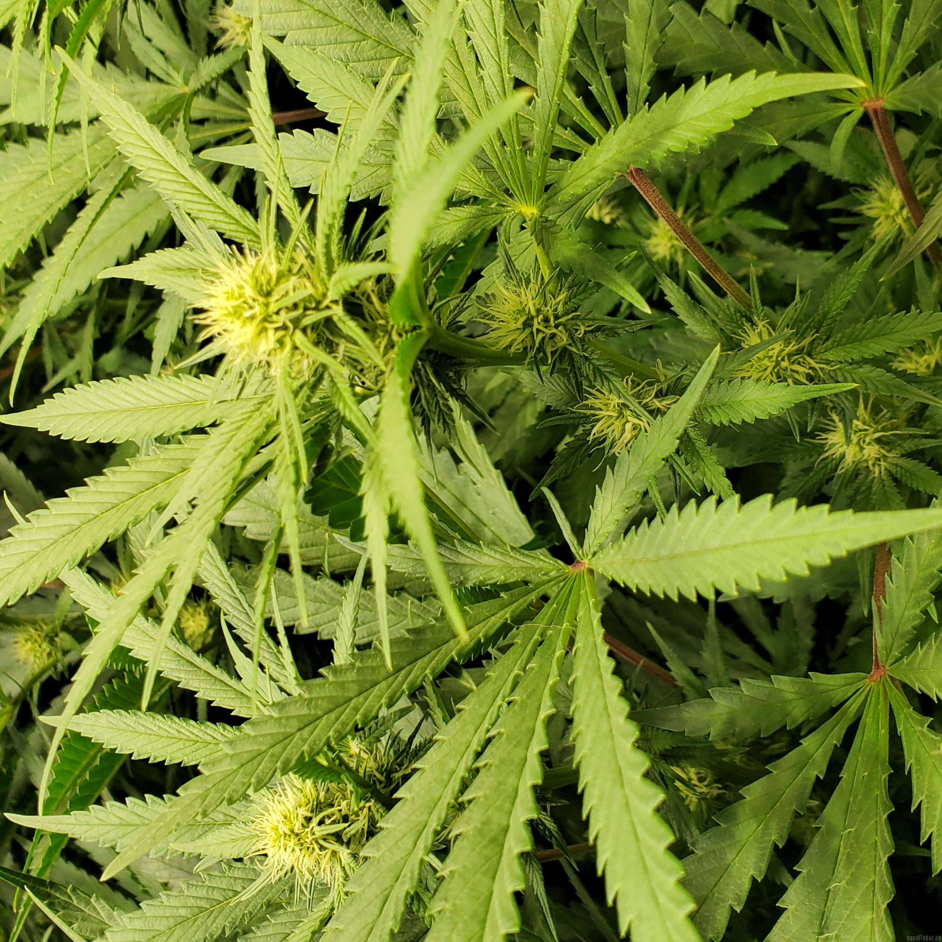 Northern Light x Big Bud Early Harvest