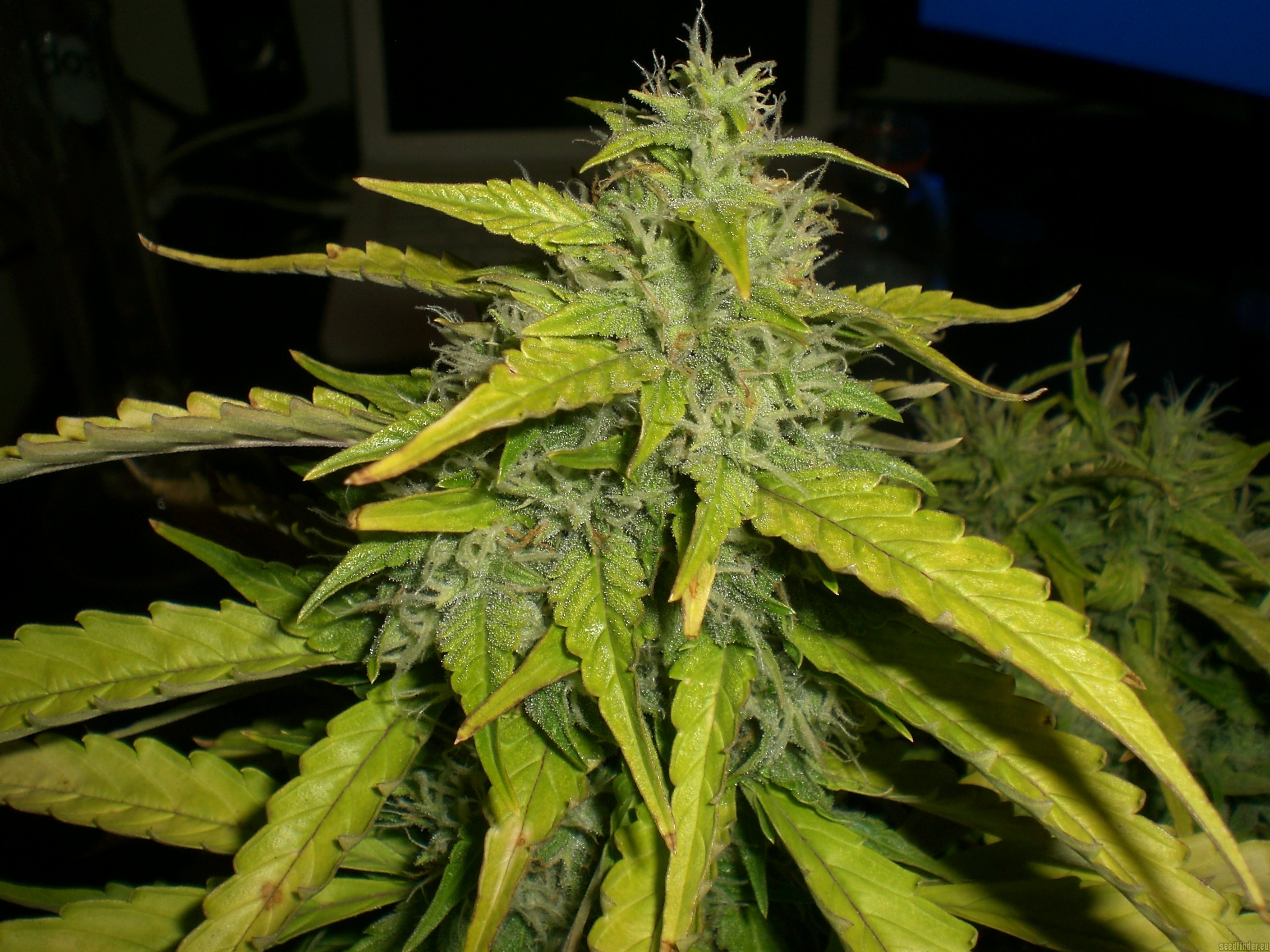 Northern Lights x Big Bud Auto