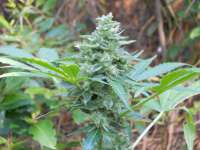 An image of Northern Lights x Big Bud Auto
