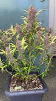 An image of Purple Afghan Kush Ryder