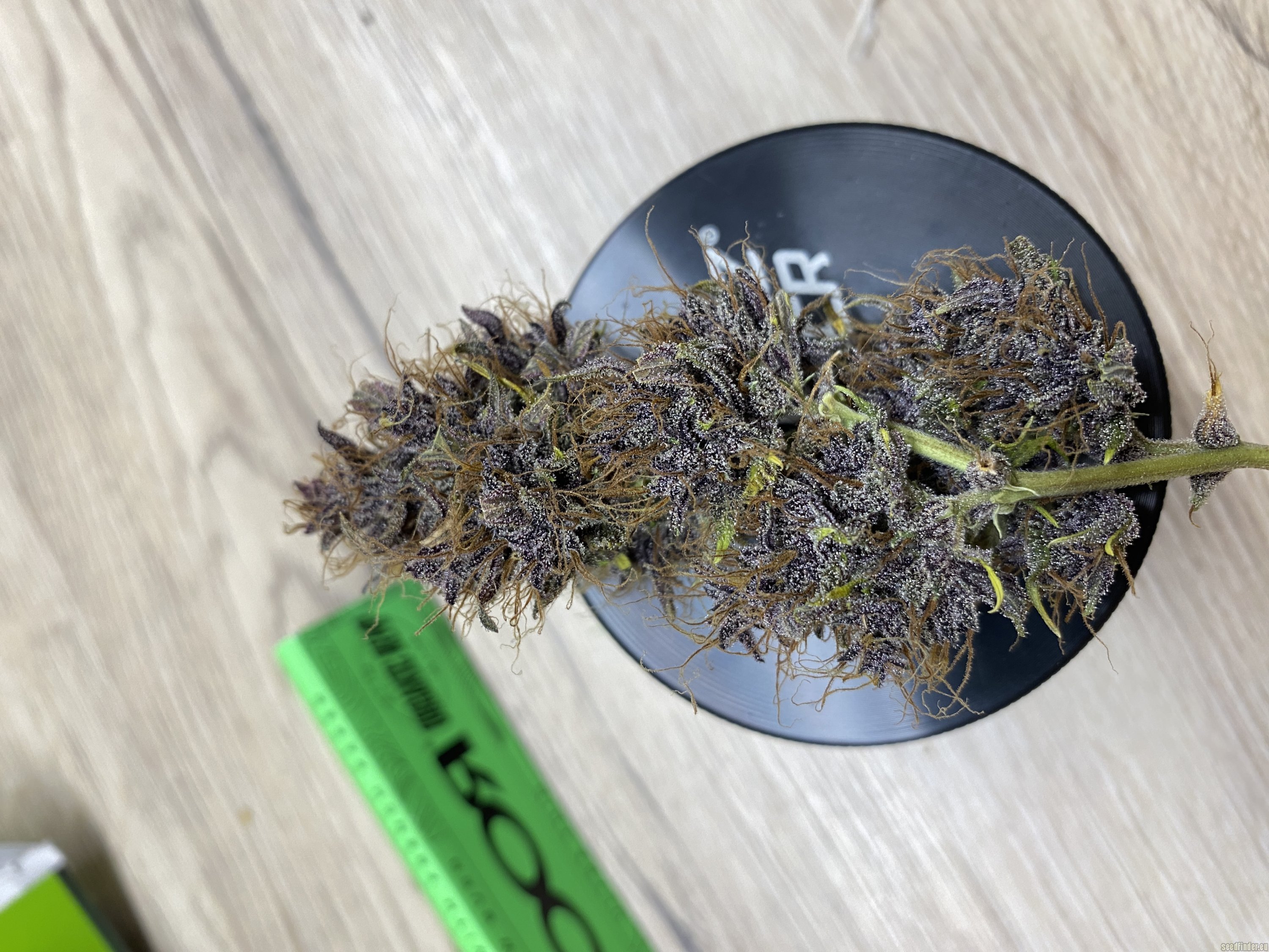 Purple Afghan Kush Ryder