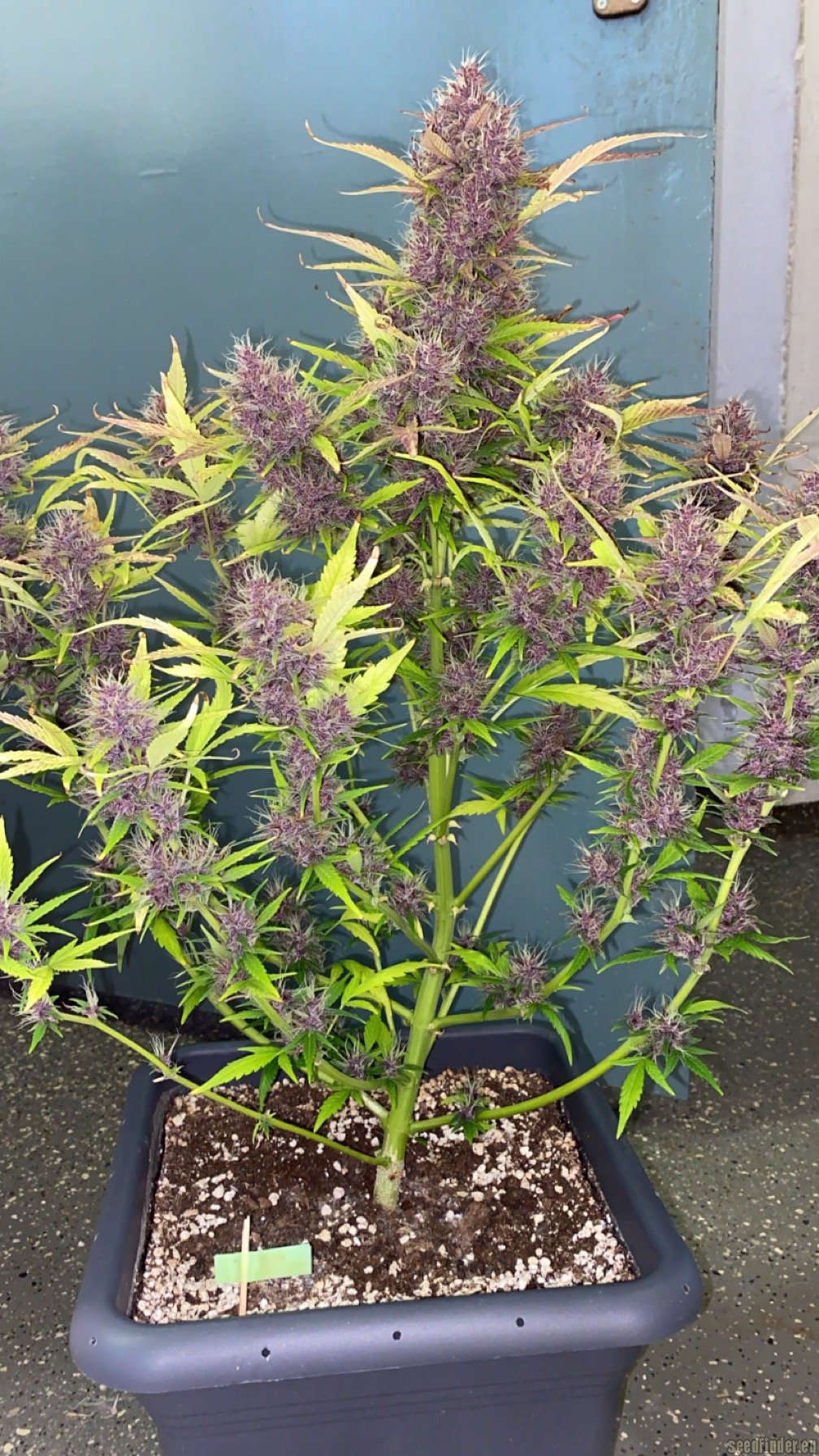 Purple Afghan Kush Ryder