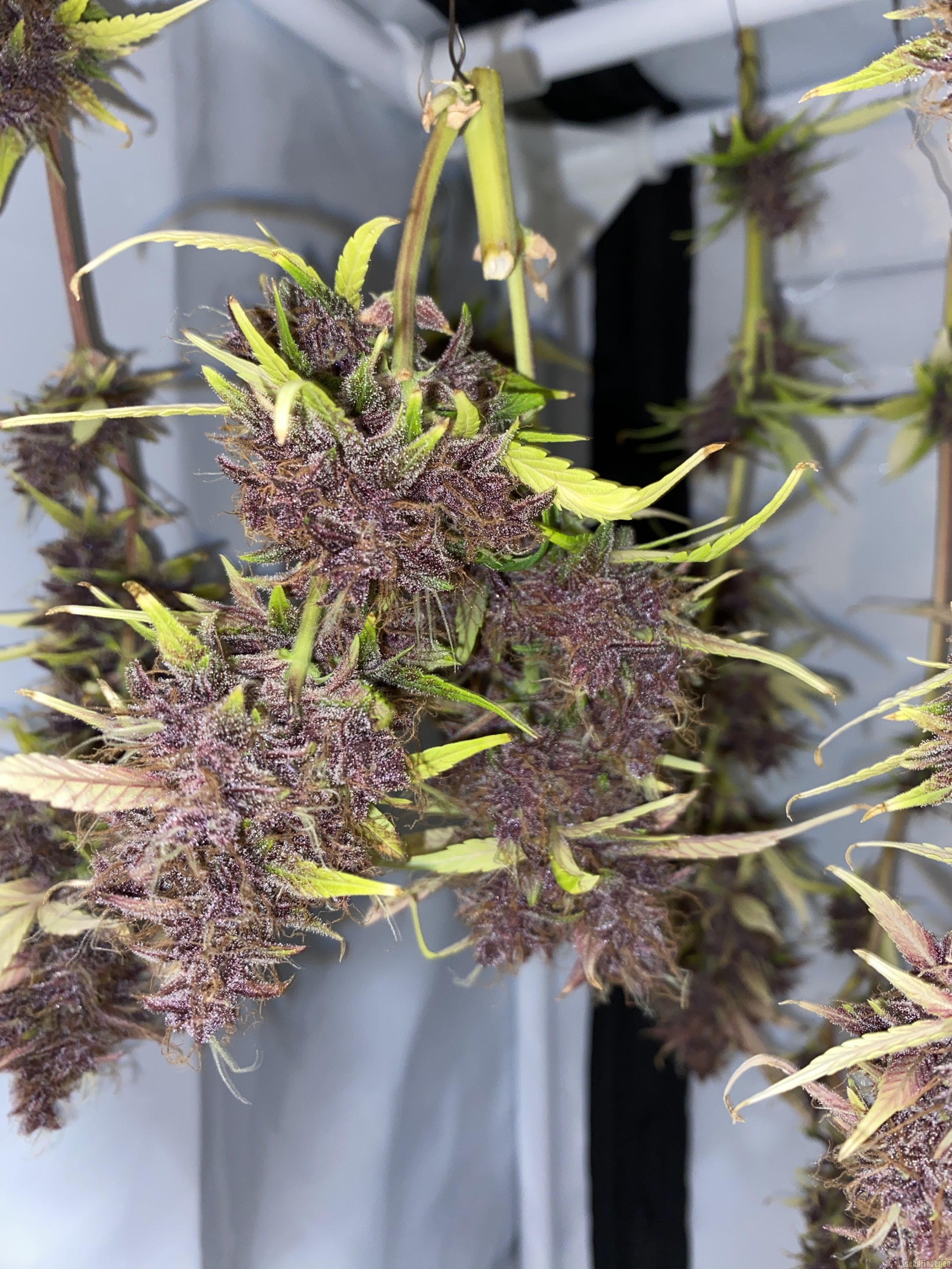 Purple Afghan Kush Ryder