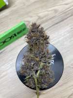 An image of Purple Afghan Kush Ryder