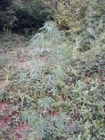 Image #22071757631946213