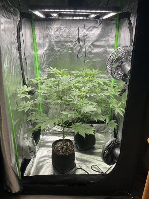 An image of Burger Kush Early Version