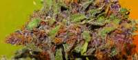 An image of Blue Kush 99 Auto