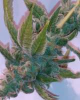 An image of The Lux
