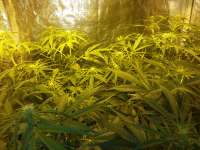 An image of Jack the Ripper Autoflowering