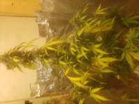 Auto Purple CousKush archive 1