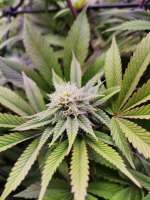 Banana GOAT archive 1