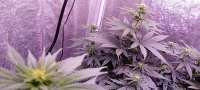 Blueberry: strain page photo, credit seedfinder.eu, copyright status shown with credit copyright unverified