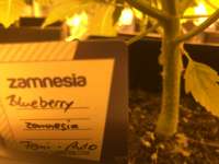 An image of Blueberry Automatic