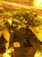 An image of Blueberry Automatic