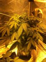 An image of Blueberry Automatic
