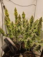 Image #27112314217542668