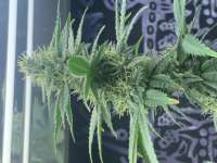 GG #4: strain page photo, credit seedfinder.eu, copyright status shown with credit copyright unverified