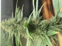 GG #4: strain page photo, credit seedfinder.eu, copyright status shown with credit copyright unverified