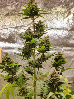 An image of Lemon Power Haze