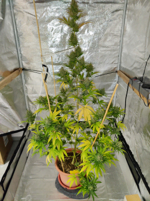 An image of Lemon Power Haze