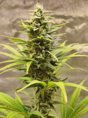 An image of Lemon Power Haze
