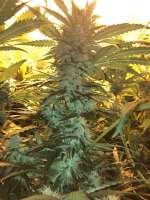 An image of Lemon Power Haze