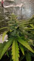 An image of Monster Dwarf Auto