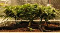 An image of Monster Dwarf Auto