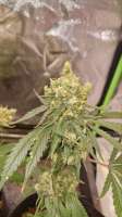An image of Monster Zkittlez