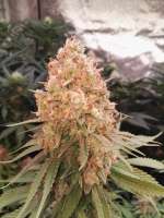 An image of Monster Zkittlez