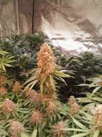 An image of Monster Zkittlez