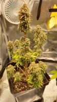 An image of Pineapple Express F1 Automatic