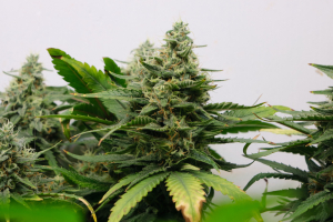 An image of Rollercoaster Haze