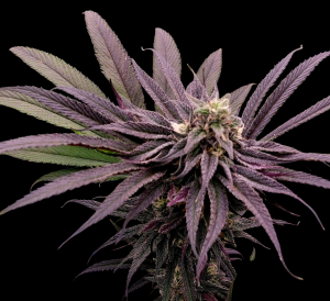 Runtz: strain page photo, credit seedfinder.eu, copyright status shown with credit copyright unverified