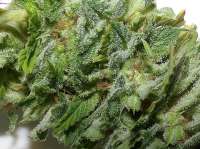 Super Silver Haze: strain page photo, credit seedfinder.eu, copyright status shown with credit copyright unverified