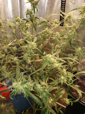 Watermelon Candy archive 1