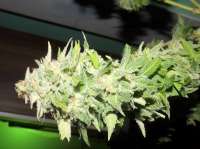 An image of White Widow